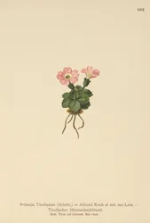 Tyroler primula (Primula tyrolensis, Primula Tirolensis, Primula Allionii)