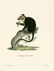 Ursine trädkänguru