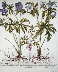 Sorter av pelargon, från "Hortus Eystettensis" av Basil Besler (1561-1629), publicerad i. 1613 (handkolorerad gravyr)