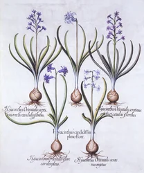 Variationer av hyacint med glödlampa, från Hortus Eystettensis, av Basil Besler (1561-1629), pub. 1613 (handfärgad gravyr)