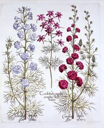 Varietes of Larkspur, från Hortus Eystettensis, av Basil Besler (1561-1629), pub. 1613 (handfärgad gravyr)