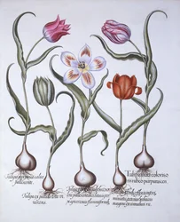 Varieties of Tulip, från Hortus Eystettensis, av Basil Besler (1561-1629), pub. 1613 (handfärgad gravyr)