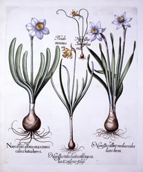 Diverse Narcissi, från Hortus Eystettensis, av Basil Besler (1561-1629), pub. 1613 (handfärgad gravyr)