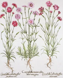 Olika varianter av Dianthus, från Hortus Eystettensis av Basil Besler (1561-1629), pub. 1613 (handfärgad gravyr)