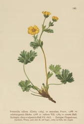 Villous Cinquefoil (Potentilla villosa, Potentilla maculata, Potentilla rubens, Potentilla crocea, Potentilla alpestris, Potentilla salisburgensis)