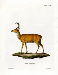 Virginian Deer (färgad gravyr)
