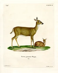 Virginian Deer (färgad gravyr)