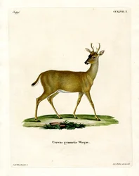 Virginian Deer (färgad gravyr)
