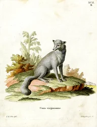 Virginian Fox (färgad gravyr)