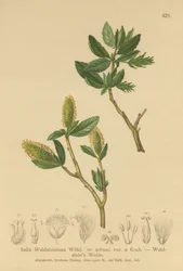Waldsteins Willow (Salix Waldsteiniana, Salix arbusc. var.)
