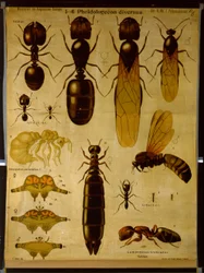 Väggdiagram föreställande Formicidae