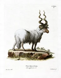 Valachiska får (färgad gravyr)