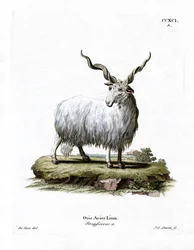 Valachiska får (färgad gravyr)