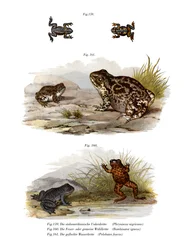 Vårtpadda (litho i färg)