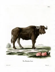 Vattenbuffel (färgad gravyr)