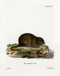 Vattenråtta (färgad gravyr)