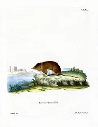 Water Shrew (färgad gravyr)