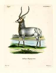 Waterbuck (färgad gravyr)