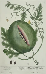 Watermelon, från A Curious Herbal, tysk upplaga, publicerad 1757