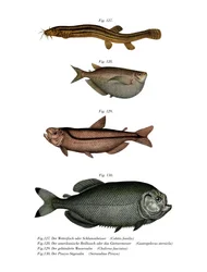 Weather Loach (färg litho)