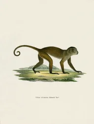 Weeper Capuchin (färgad gravyr)