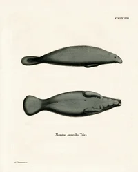 West Indian Manatee (färgad gravyr)