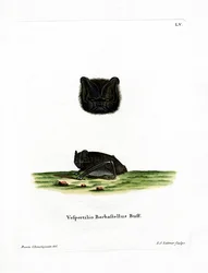 Western Barbastelle (färgad gravyr)