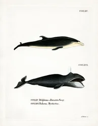 Vitnäbbad delfin (färgad gravyr)