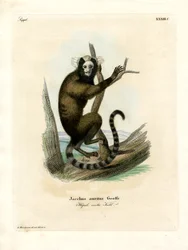 Vitörat silkesapa (färgad gravyr)