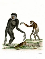 White-handed Gibbon (färgad gravyr)