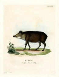 Vitläppad peccary (färgad gravyr)