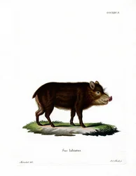 Vitläppad Peccary
