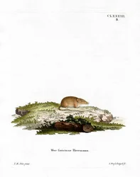 Vitandad smus (färgad gravyr)