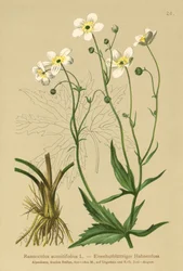 Vita Bachelors-knappar (Ranunculus aconitifolius)