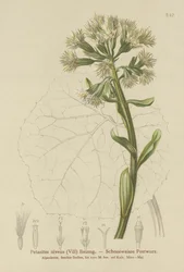 White Butterbur (Petasites niveus, Petasites albus)