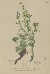 Vit Genepi (Artemisia mutellina, Artemisia umbelliformis)