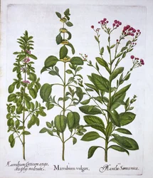 White Horehound, Horehound och Mint, från Hortus Eystettensis, av Basil Besler (1561-1629), pub. 1613 (handfärgad gravyr)
