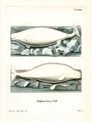 White Whale (färgad gravyr)