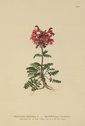 Slingor (Pedicularis verticillata)