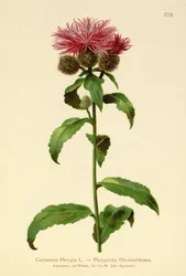 Peruk Knapweed (Centaurea Phrygia)