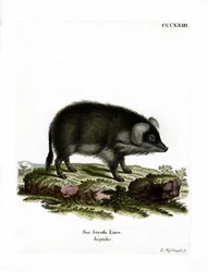Vildsvin (färgad gravyr)