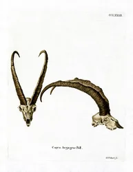 Vildgetshorn (färgad gravyr)