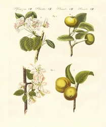 Vilda sorters frukter (färgad gravyr)
