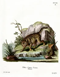 Wildcat (färgad gravyr)