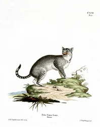 Wildcat (färgad gravyr)
