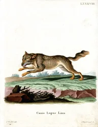 Wolf (färgad gravyr)