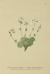 Wolley Whitlow-grass (Draba tomentosa)