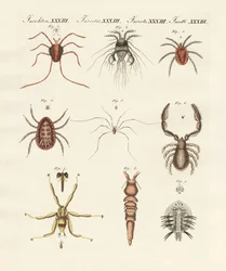 Underbara insekter (färgad gravyr)