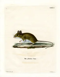 Wood Mouse (färgad gravyr)