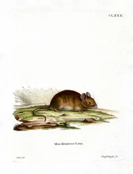 Wood Mouse (färgad gravyr)